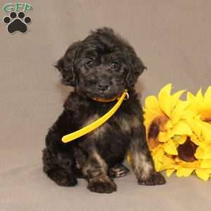 Elsa, Golden Cavadoodle Puppy