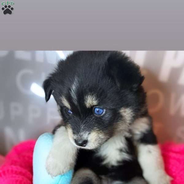 Zailey, Pomsky Puppy