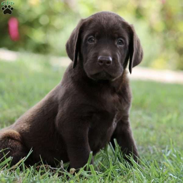 Bane, Chocolate Labrador Retriever Puppy