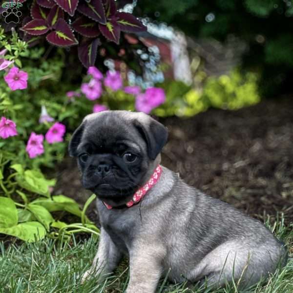 Sophie, Pug Puppy