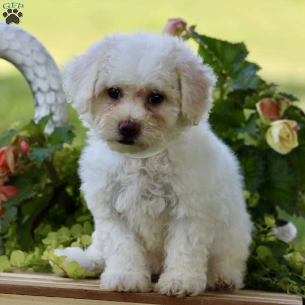 Cocoa, Bichon Frise Puppy