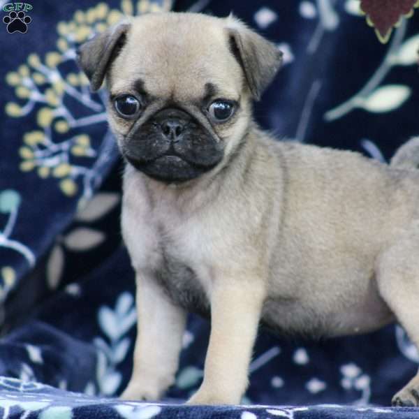 Scarlett, Pug Puppy