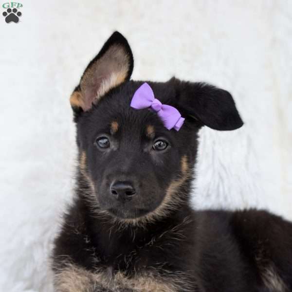 Suzie, German Shepherd Puppy