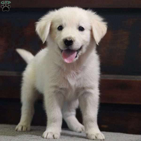 Jackson, English Cream Golden Retriever Puppy