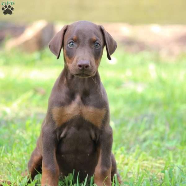 Ella, Doberman Pinscher Puppy