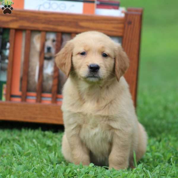 Salsa, Golden Retriever Puppy