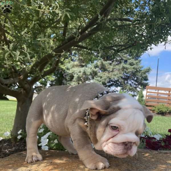 Peggy, English Bulldog Puppy