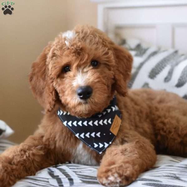 Dallas, Mini Goldendoodle Puppy