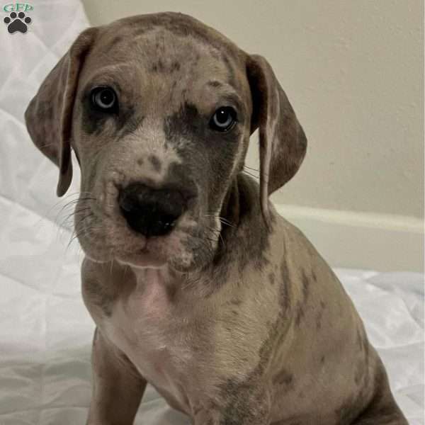 Ace, Great Dane Puppy