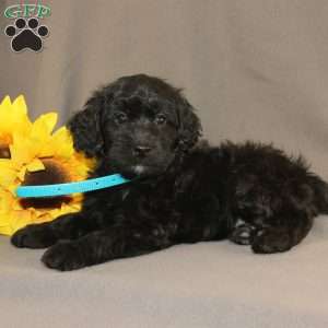 Eddie, Golden Cavadoodle Puppy