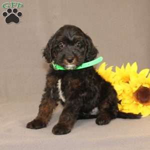 Ethan, Golden Cavadoodle Puppy