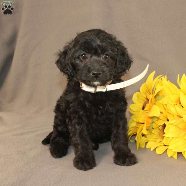 Eleanor, Golden Cavadoodle Puppy