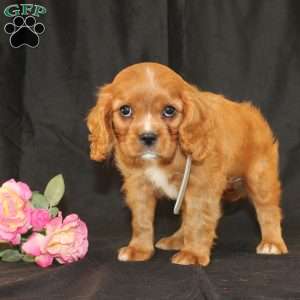 Terry, Cavalier King Charles Spaniel Puppy