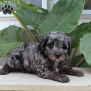 Princess F1b, Cavapoo Puppy