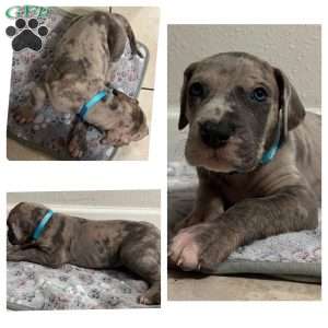 Ace, Great Dane Puppy