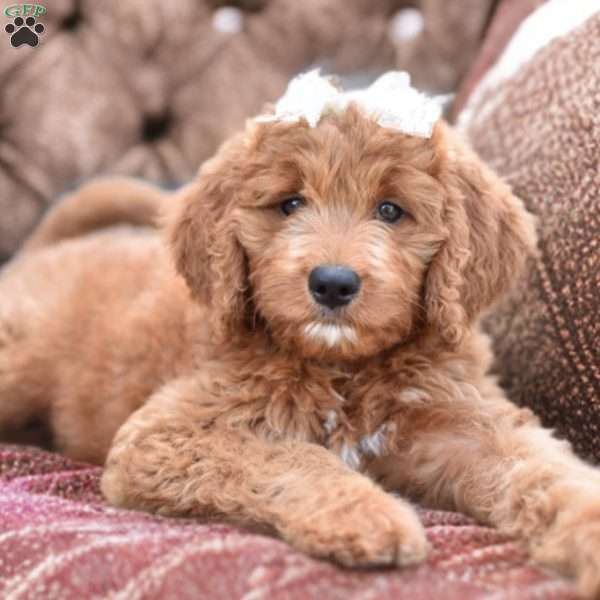 Shiloh, Mini Goldendoodle Puppy