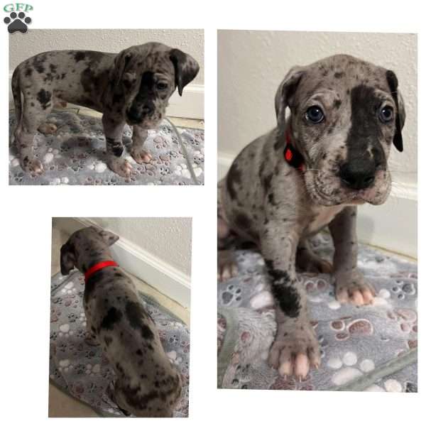 King, Great Dane Puppy