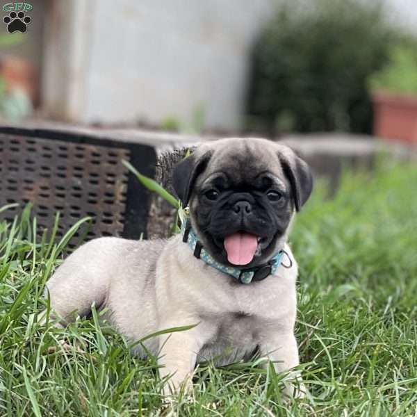 Chloe, Pug Puppy