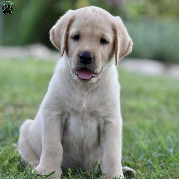 Mabel, Yellow Labrador Retriever Puppy