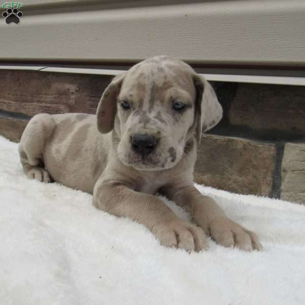 Bo, Great Dane Puppy