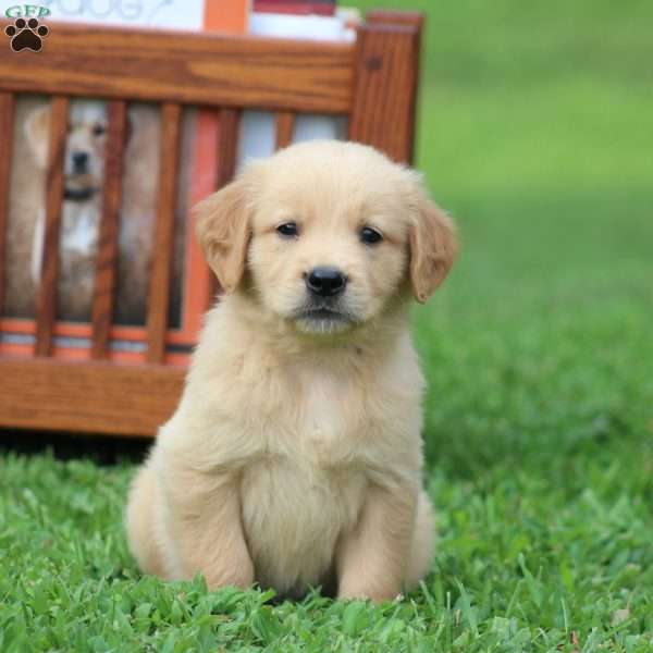 Scout, Golden Retriever Puppy