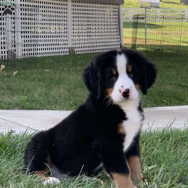 Arthur, Bernese Mountain Dog Puppy