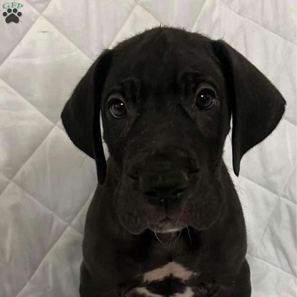 sunni, Great Dane Puppy