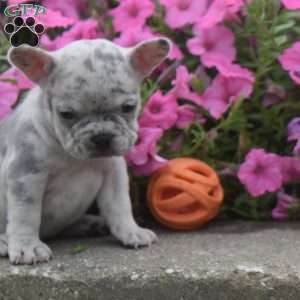 Dazzle, French Bulldog Puppy