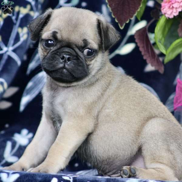 Scar, Pug Puppy