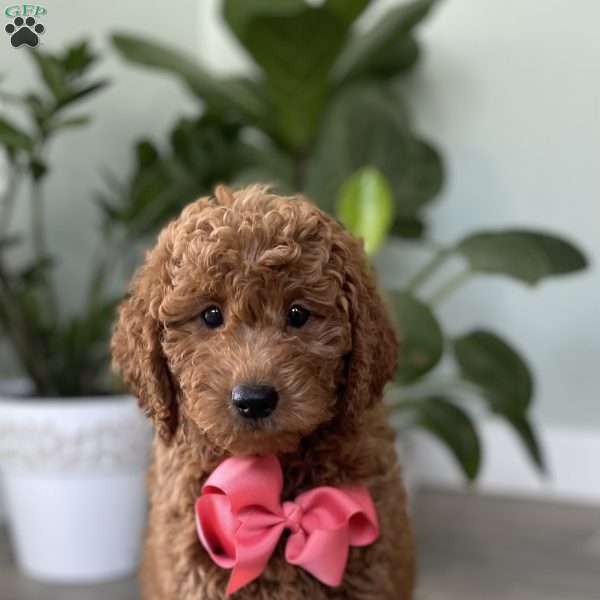 Penny, Mini Goldendoodle Puppy