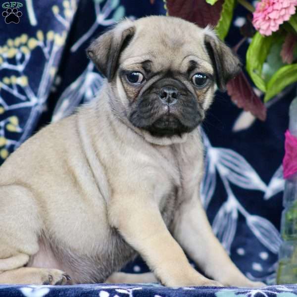 Skeeter, Pug Puppy