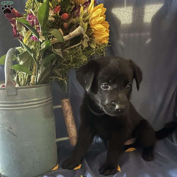 Black, German Shepherd Mix Puppy