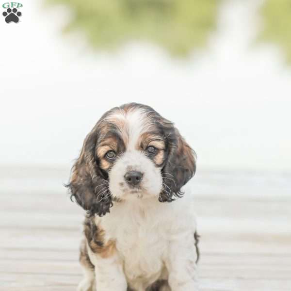 Kenzie, Cocker Spaniel Puppy