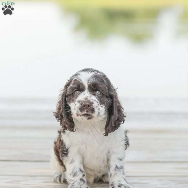 Kenna, Cocker Spaniel Puppy