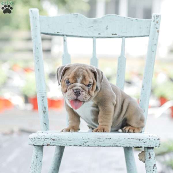 Lilac, English Bulldog Puppy