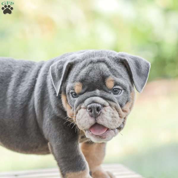 Bluebell, English Bulldog Puppy