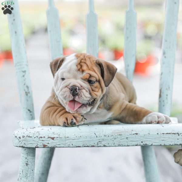 Marley, English Bulldog Puppy