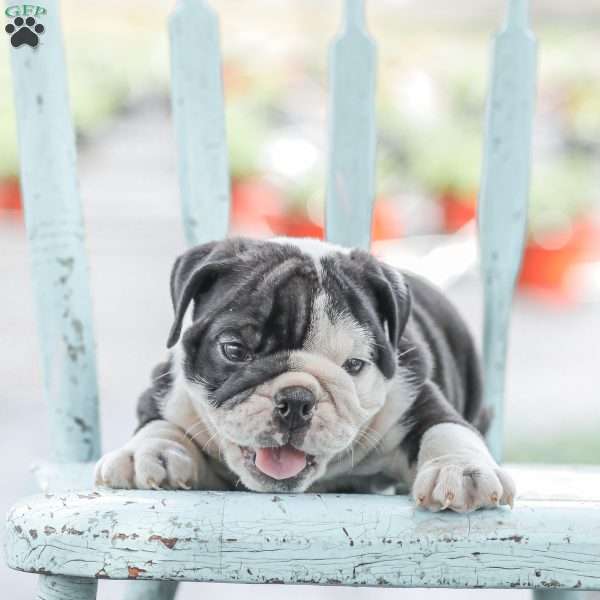 Max, English Bulldog Puppy