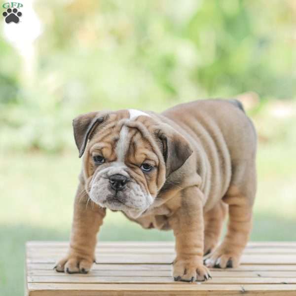 Mim, English Bulldog Puppy