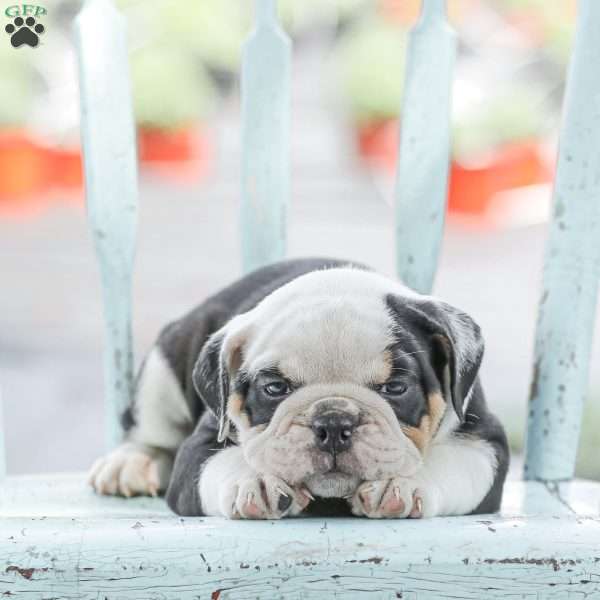 Misty, English Bulldog Puppy