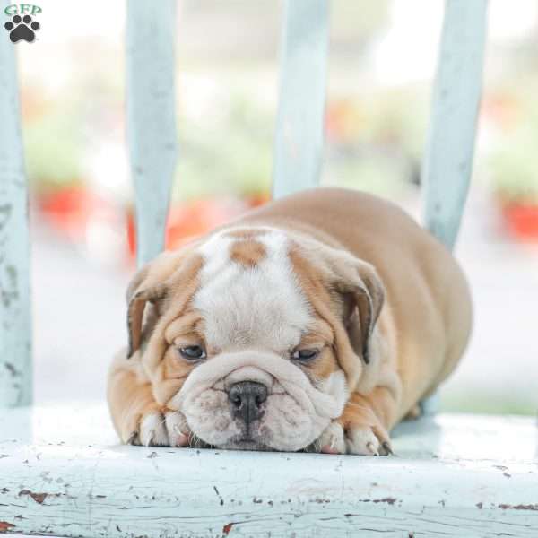 Mandy, English Bulldog Puppy