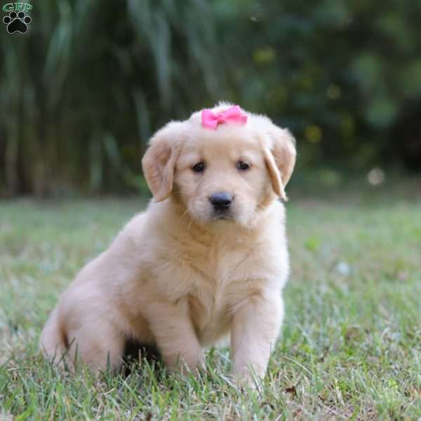 Abby, Golden Retriever Puppy