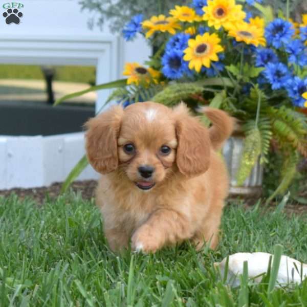 Abby, Cavapoo Puppy