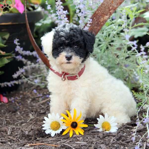 Abby, Toy Poodle Puppy