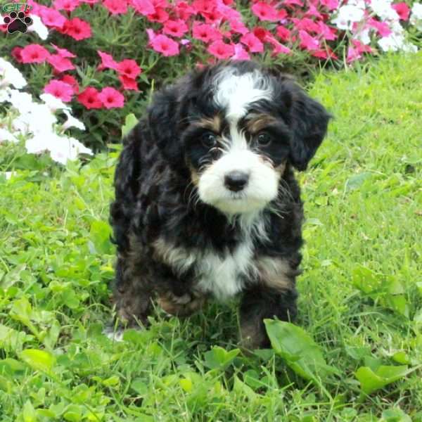 Abigail, Mini Bernedoodle Puppy