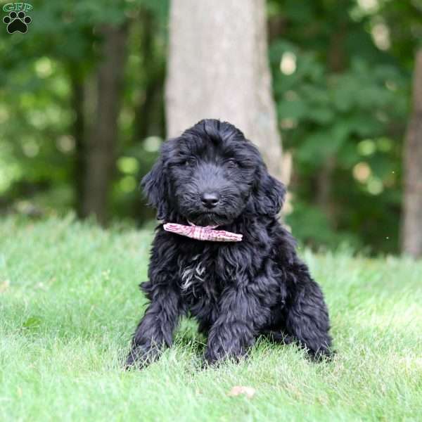 Ace, Portuguese Water Dog Puppy