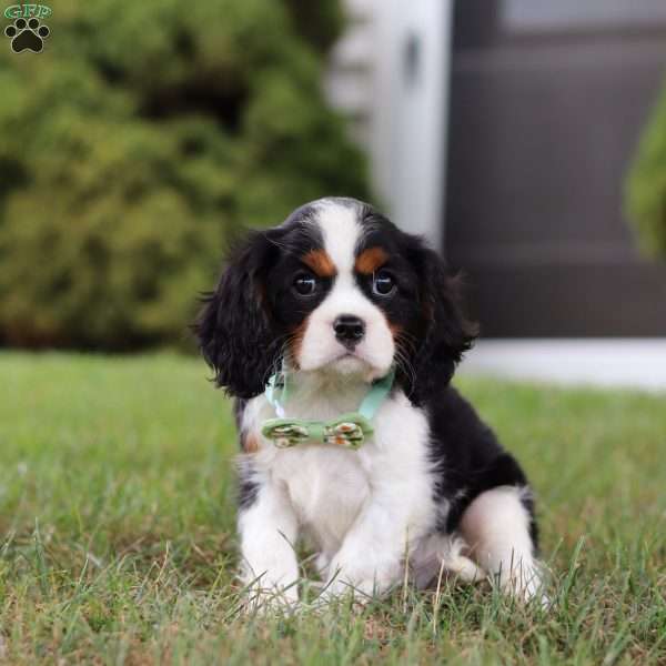 Ace, Cavalier King Charles Spaniel Puppy