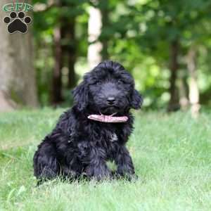 Ace, Portuguese Water Dog Puppy