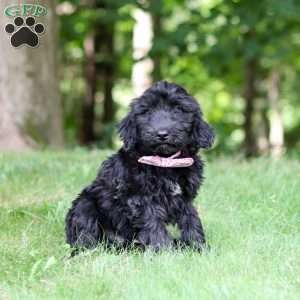 Ace, Portuguese Water Dog Puppy