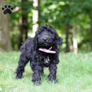 Ace, Portuguese Water Dog Puppy